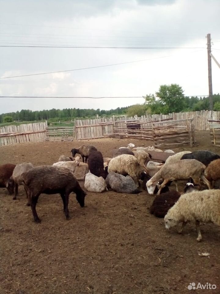 Овцы, бараны племенные купить на Зозу.ру - фотография № 1