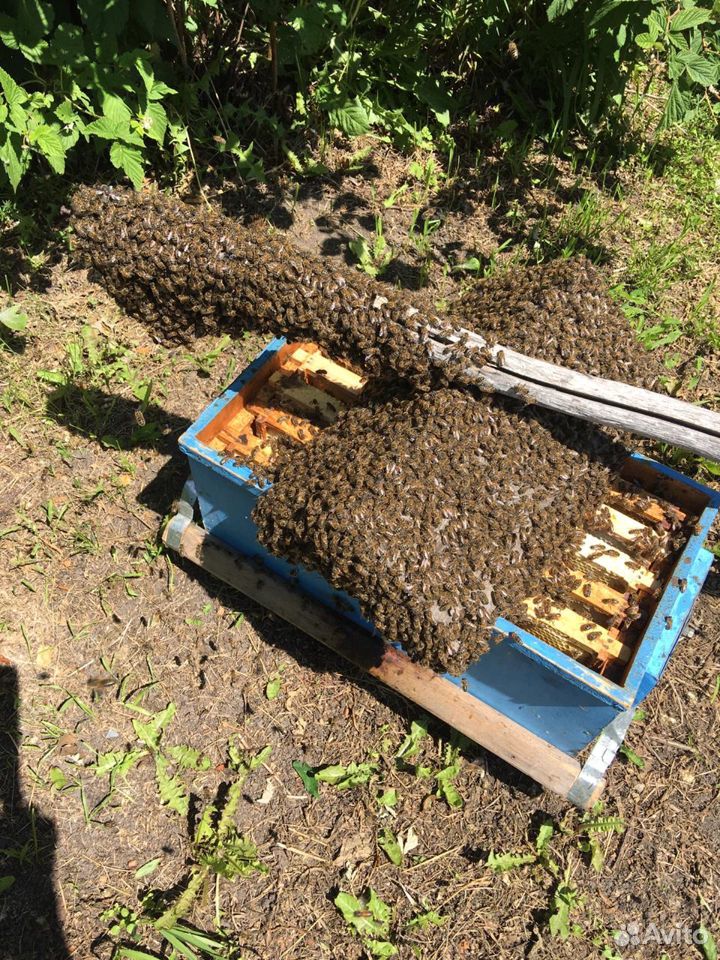 Пчёлы пчелосемьи рои купить на Зозу.ру - фотография № 4