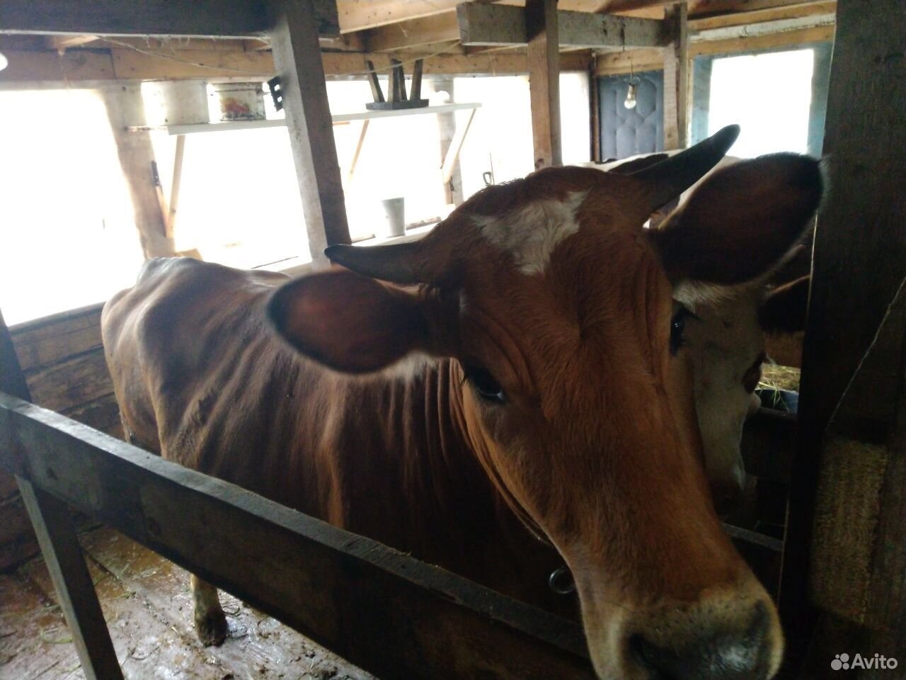 Корова, телка стельная, порода Джерси+Швиц купить на Зозу.ру - фотография № 3