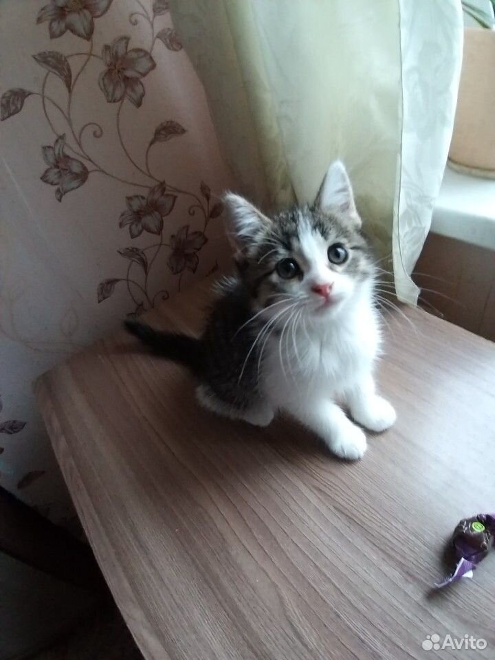 Котенок в дар купить на Зозу.ру - фотография № 1