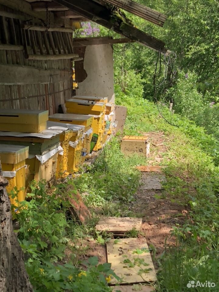 Пчёлы карника купить на Зозу.ру - фотография № 1