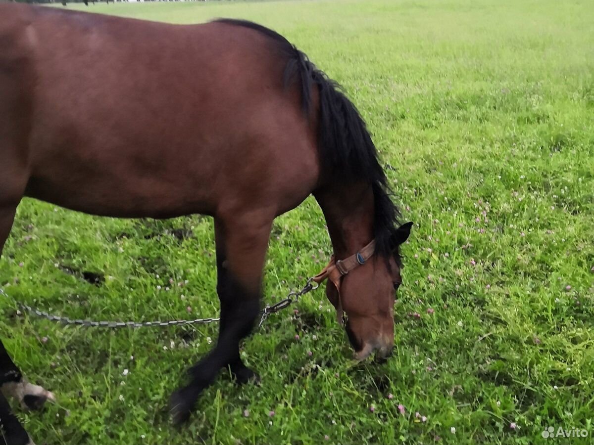 Лошадь гнедая 1, 8 года спокойна обучена к уздечки купить на Зозу.ру - фотография № 2