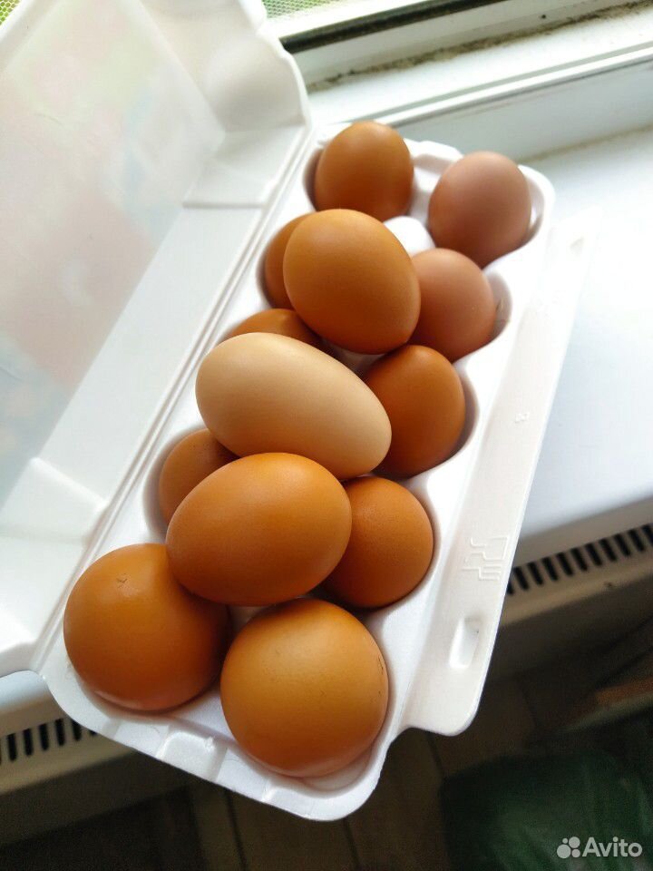 Домашние куриные и перепелиные яйца купить на Зозу.ру - фотография № 1