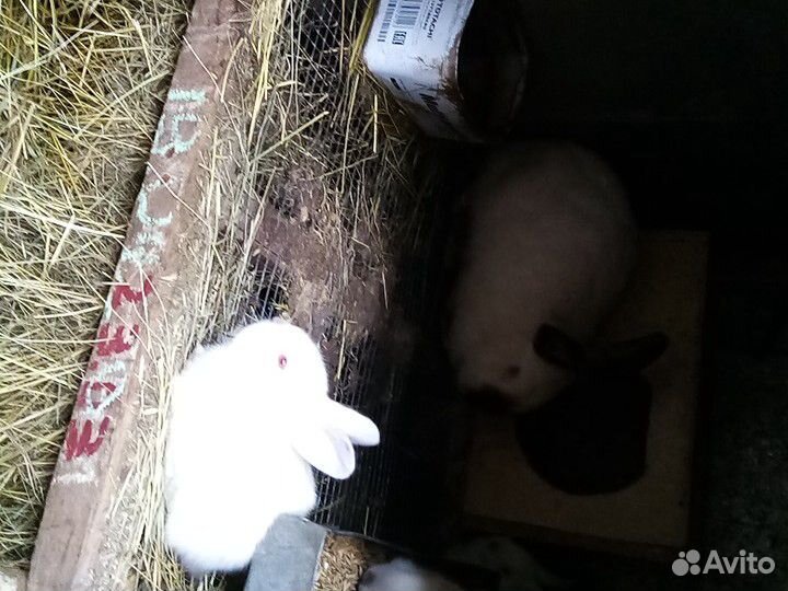 Крольчата, кролихи купить на Зозу.ру - фотография № 2