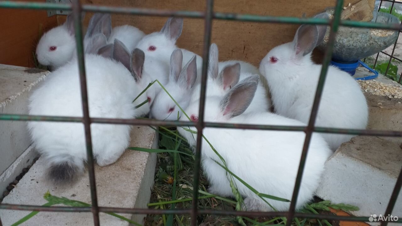 Кролики Калифорнийцы купить на Зозу.ру - фотография № 6