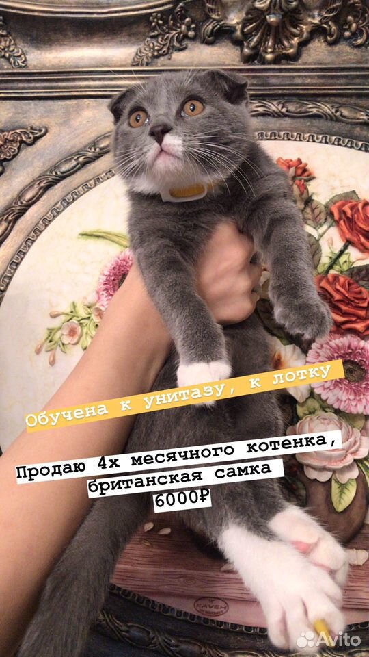 Британский котёнок купить на Зозу.ру - фотография № 1
