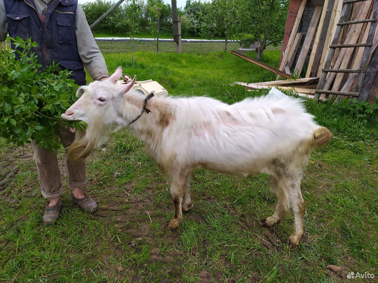 Продается козёл купить на Зозу.ру - фотография № 2
