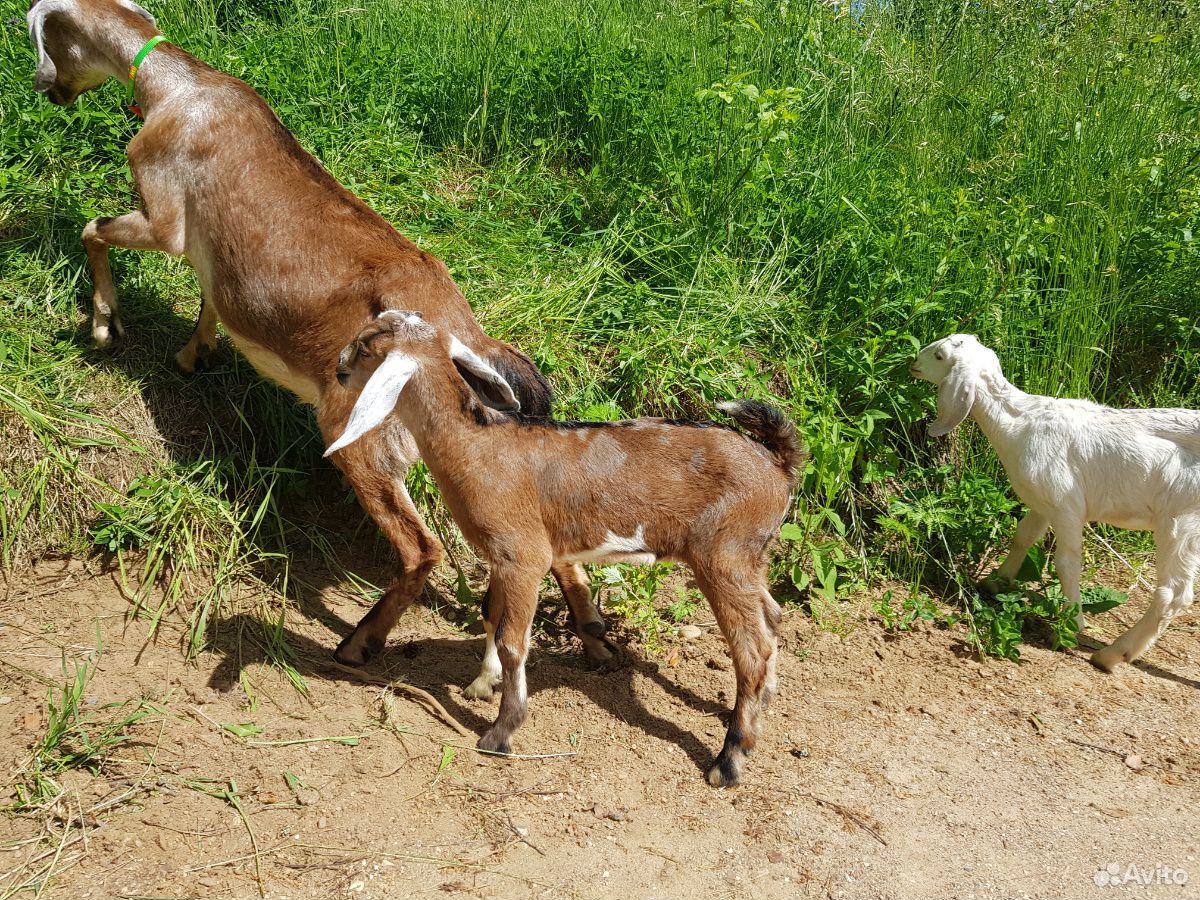 Нубийские козы купить на Зозу.ру - фотография № 6