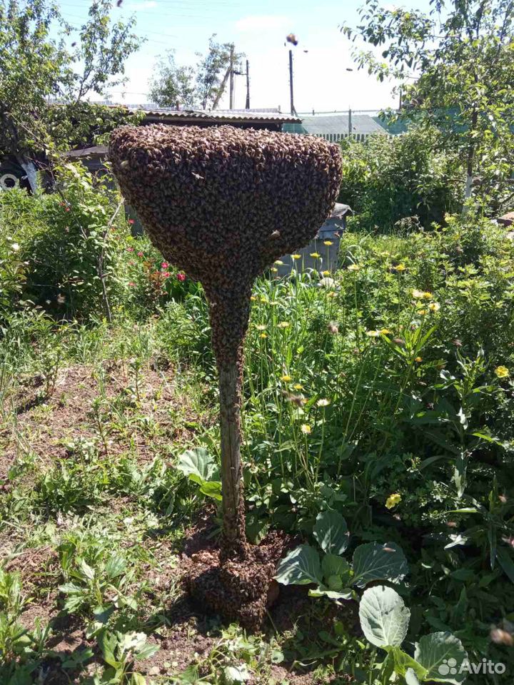 Пчелиные рои купить на Зозу.ру - фотография № 1