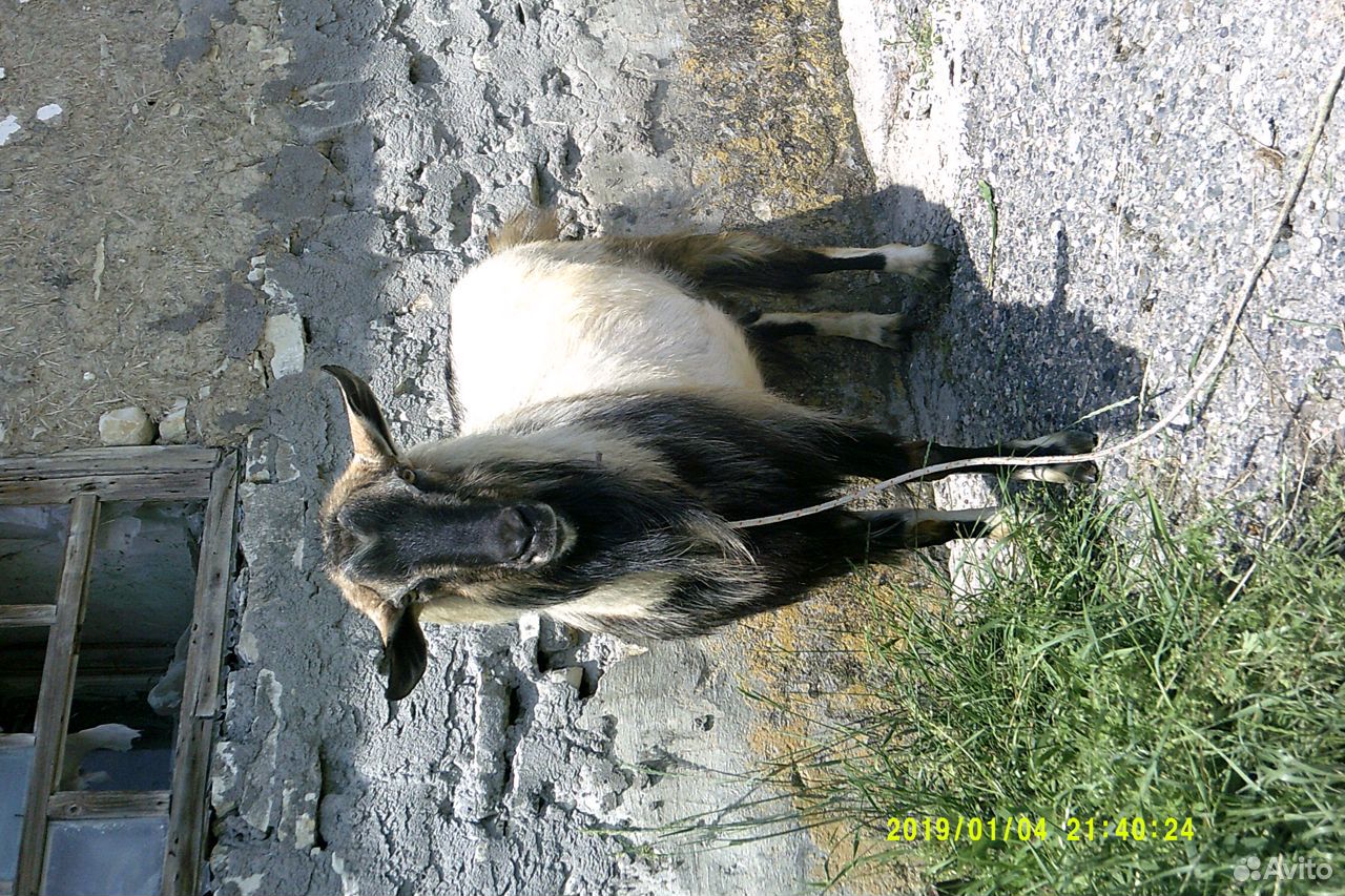 Козы,козёл купить на Зозу.ру - фотография № 3