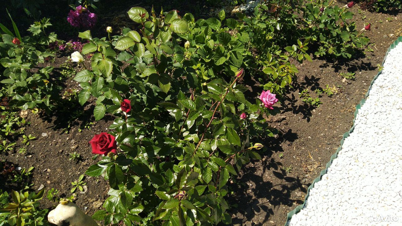 Розы кустовые купить на Зозу.ру - фотография № 5