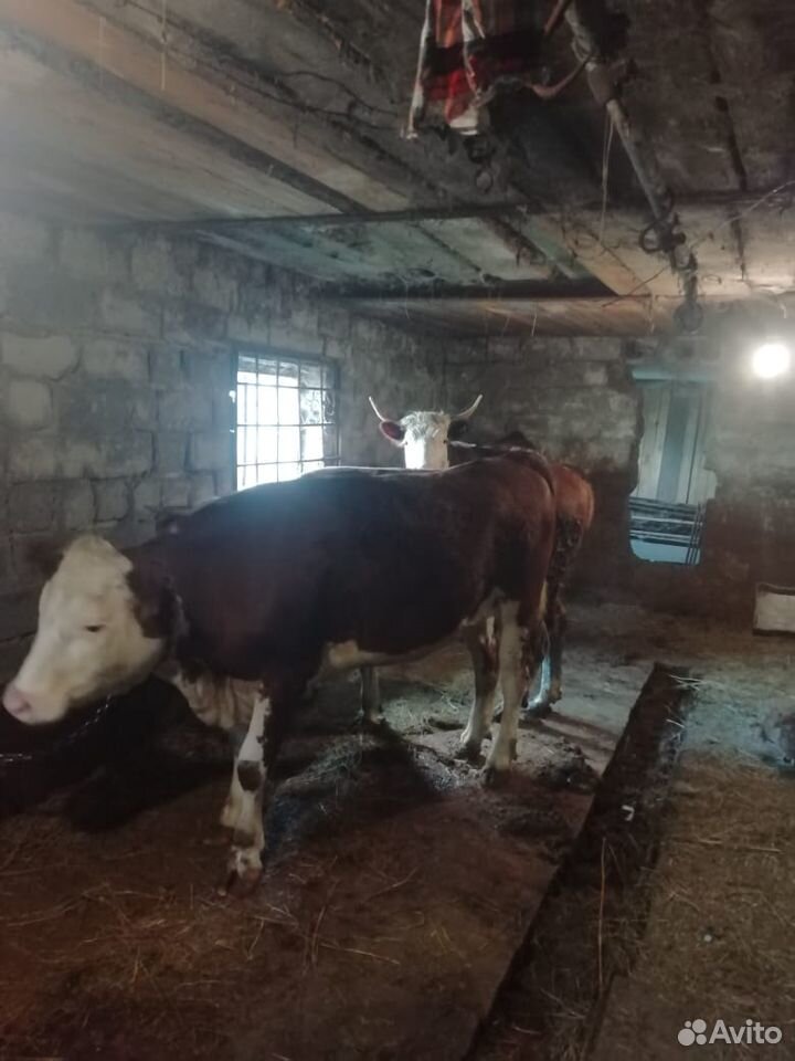 Бык производитель герефорд 3 года. 3 быка на мясо купить на Зозу.ру - фотография № 9
