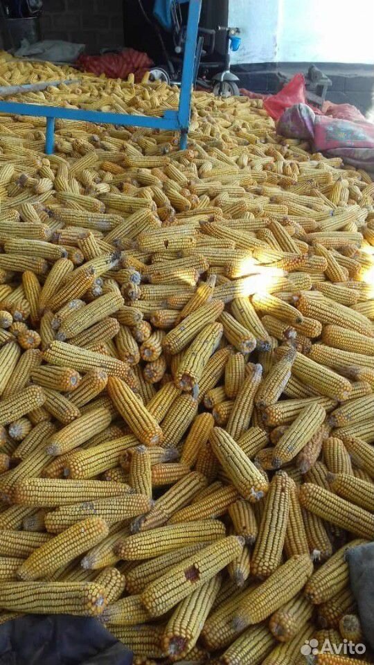 Кукуруза в початках купить на Зозу.ру - фотография № 1
