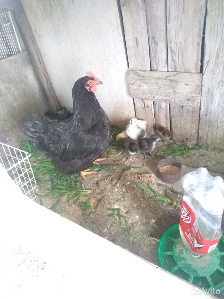 Домашние куры,с цыплятами купить на Зозу.ру - фотография № 3