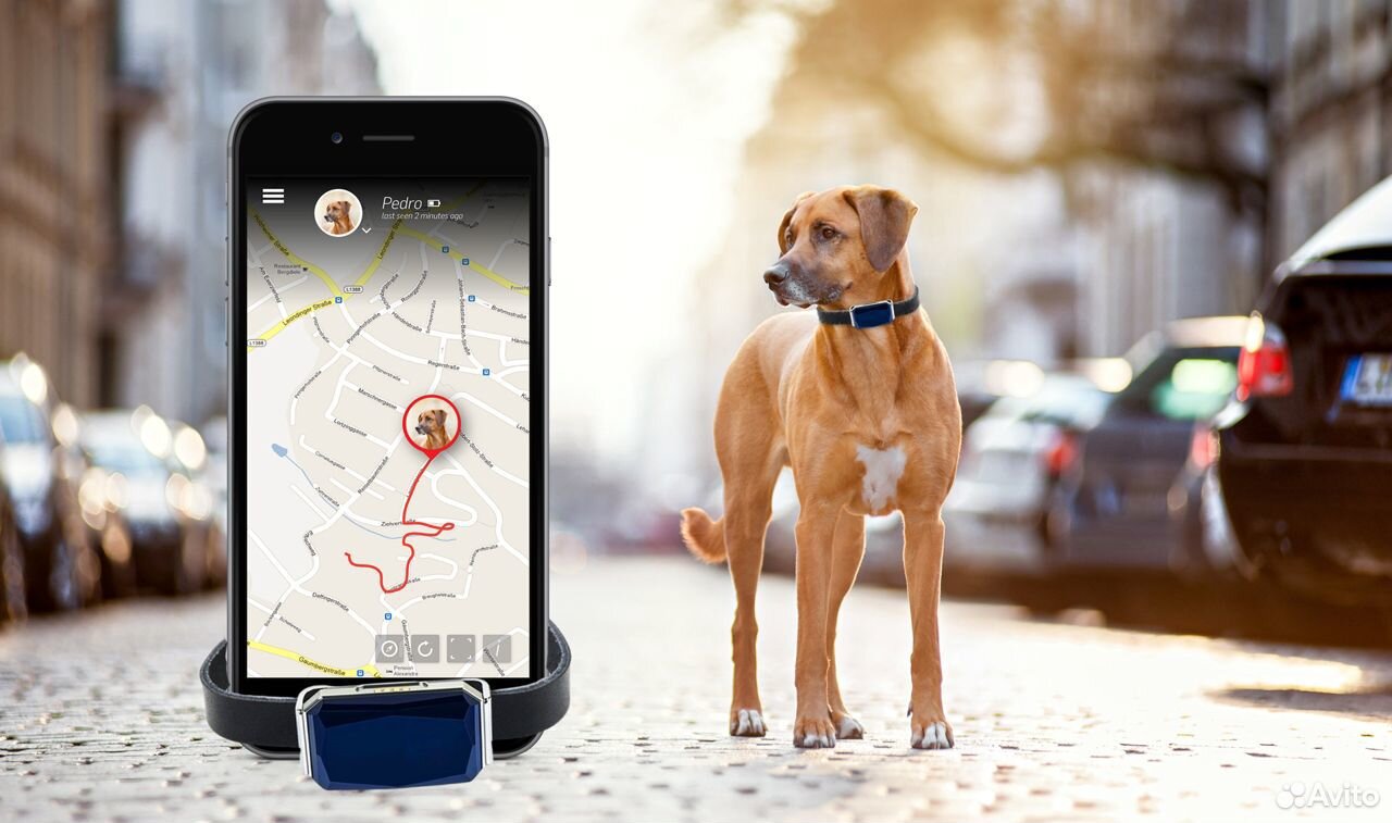GPS для животных