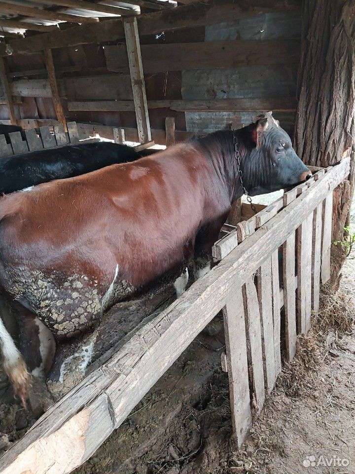 Домашние быки на мясо купить на Зозу.ру - фотография № 6