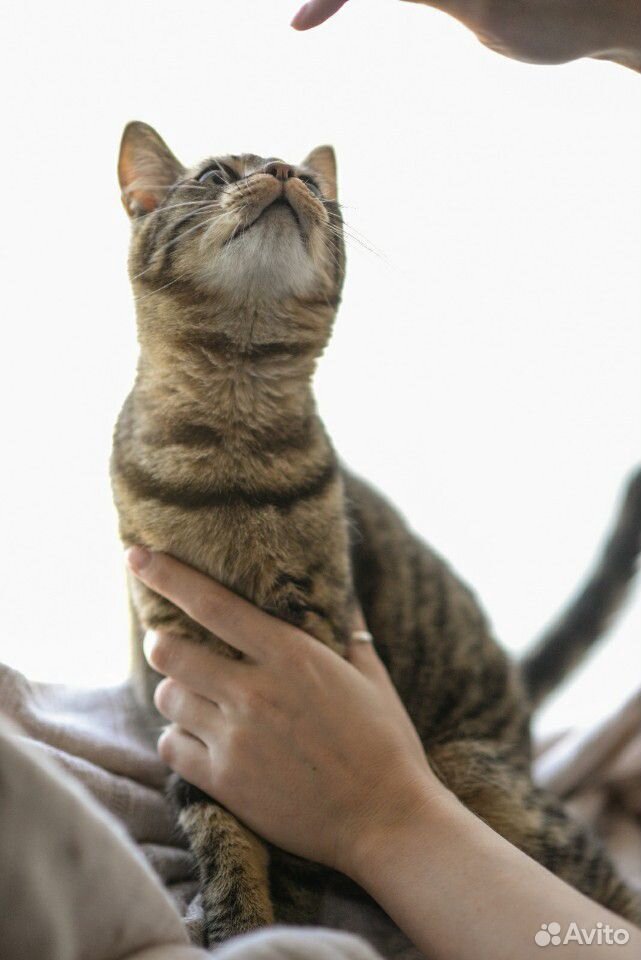 Котик Мурзик* около 9 мес., умный и добрый, спокой купить на Зозу.ру - фотография № 7
