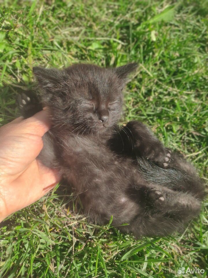 Котенок девочка, цвета темный шоколад купить на Зозу.ру - фотография № 2