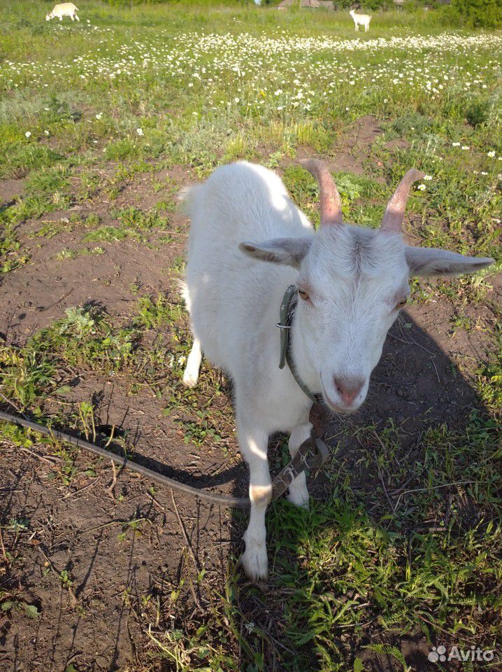 Зааненские козы и козел,козочки купить на Зозу.ру - фотография № 6