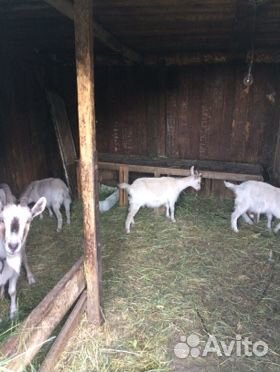Козлята молочных коз купить на Зозу.ру - фотография № 1