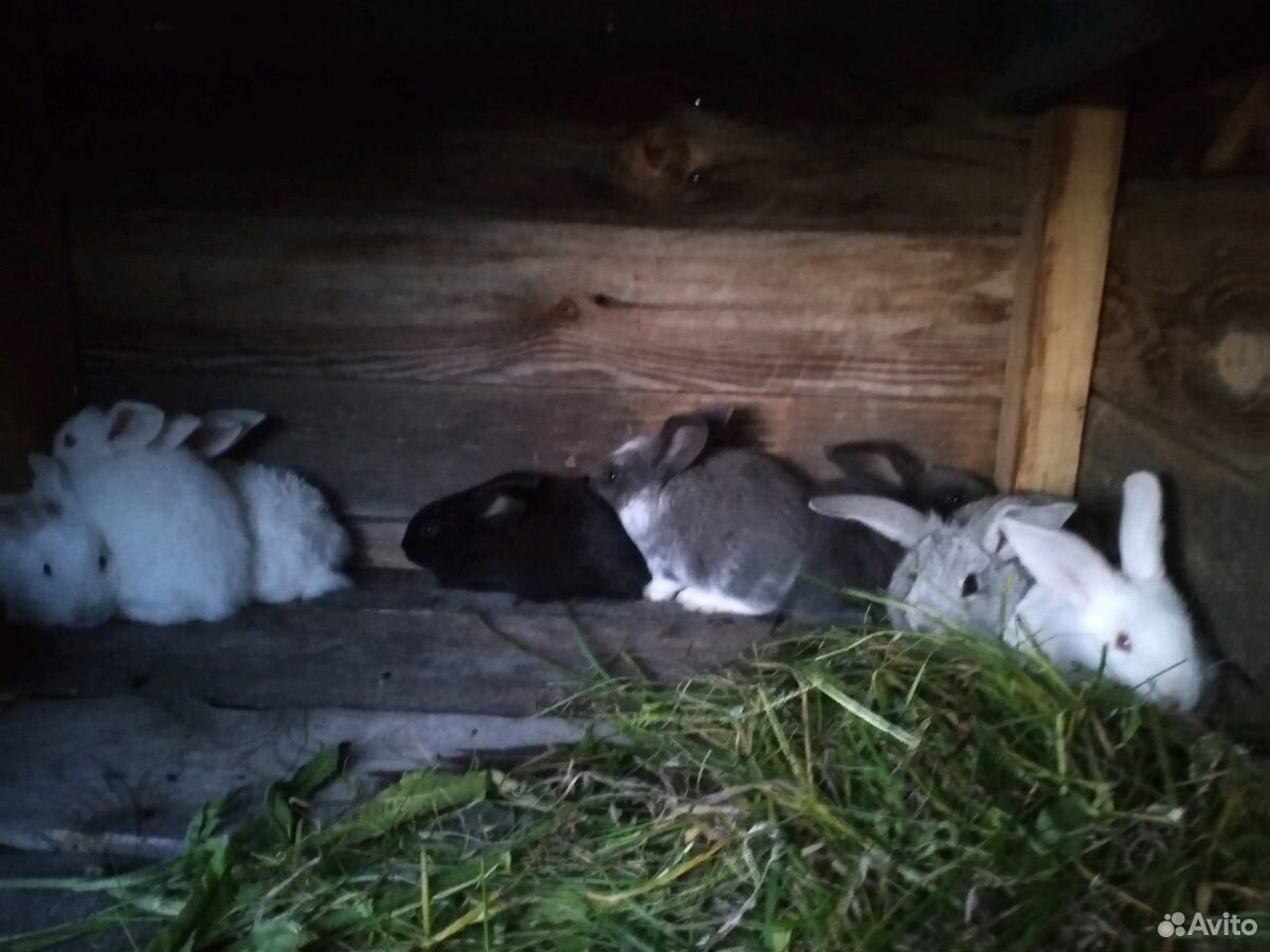 Продам кроликов купить на Зозу.ру - фотография № 3