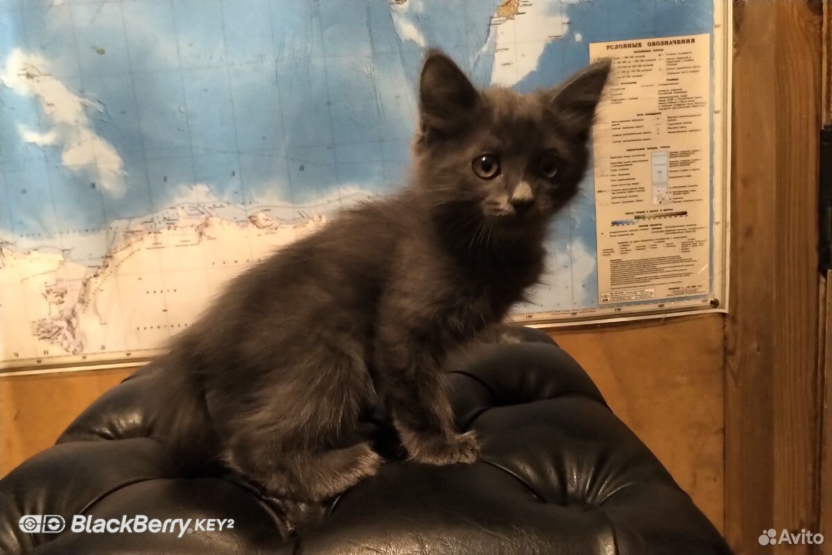 Британский котик Диего 2,5 месяца купить на Зозу.ру - фотография № 1