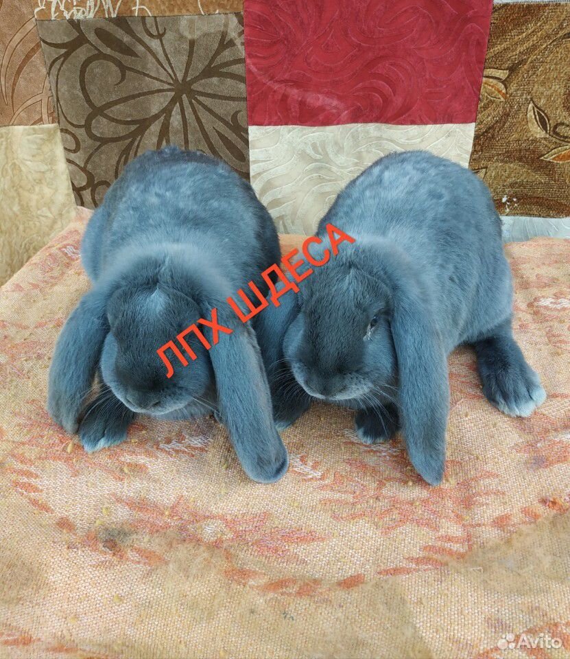 Кролики быстрого набора веса купить на Зозу.ру - фотография № 5