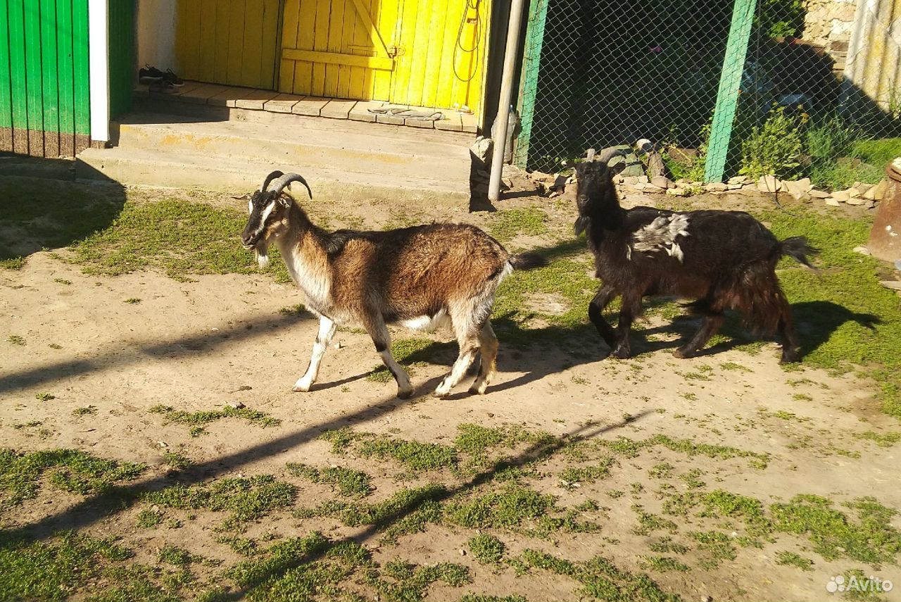 Дойные козы и козлята купить на Зозу.ру - фотография № 1