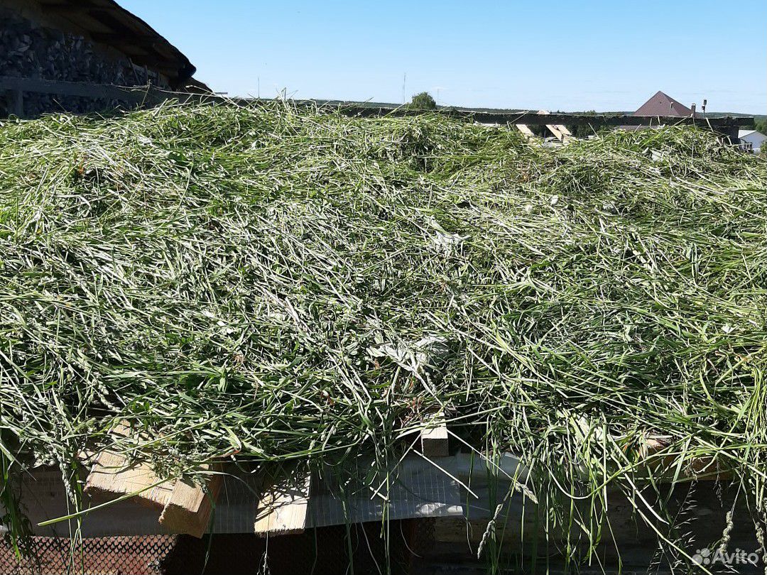 Продам свежескошенную траву и сено в мешках купить на Зозу.ру - фотография № 2