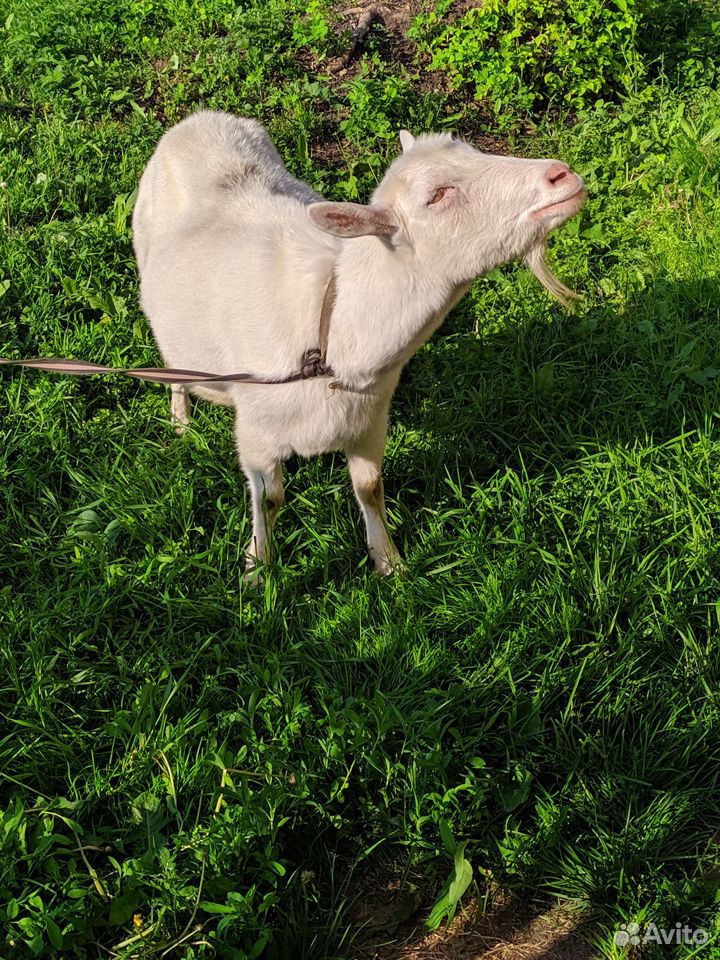 Продам козу купить на Зозу.ру - фотография № 1