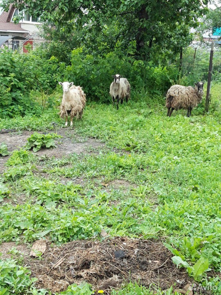 Овцы проданы купить на Зозу.ру - фотография № 1