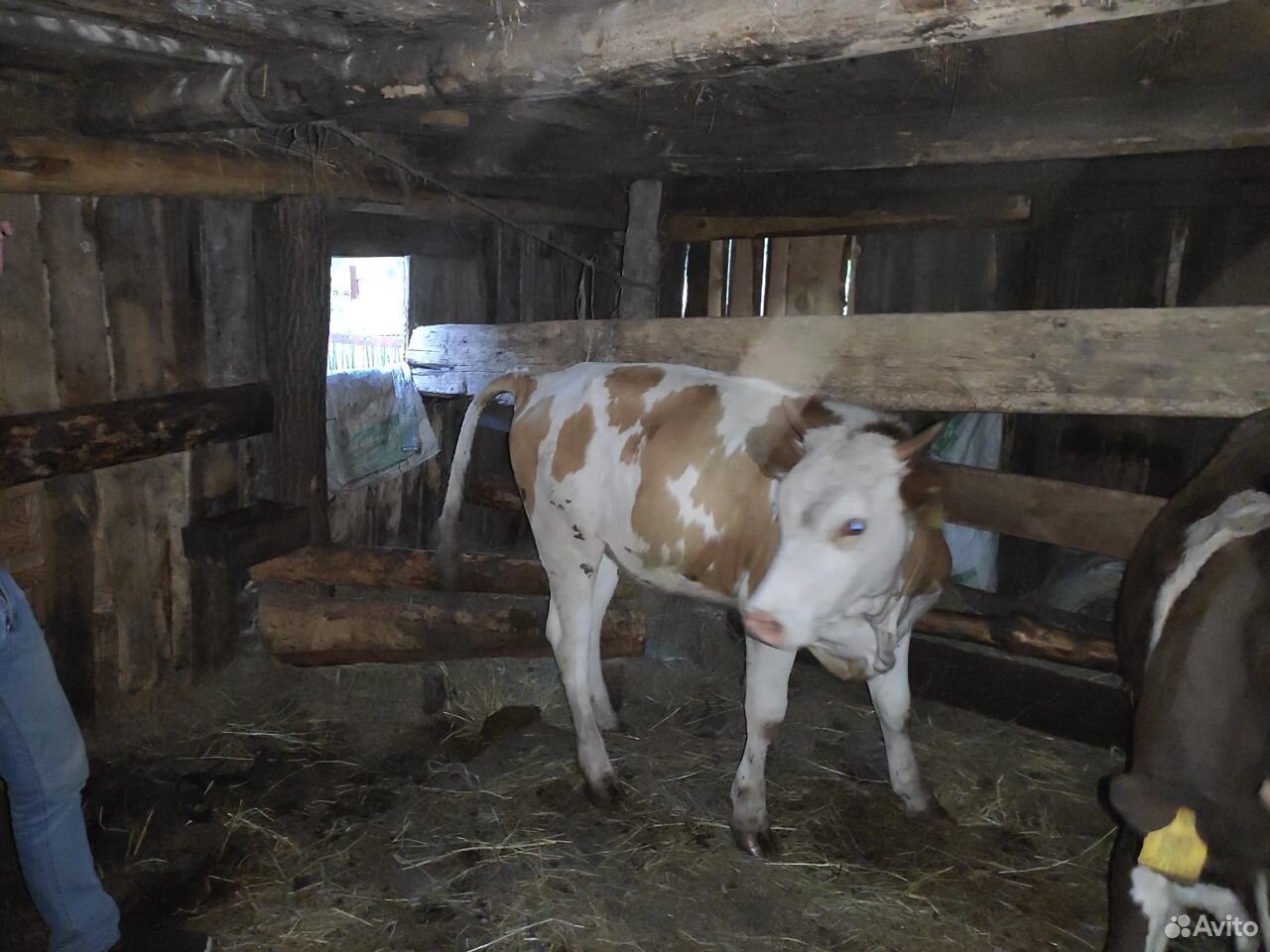 Тёлки и корова купить на Зозу.ру - фотография № 2