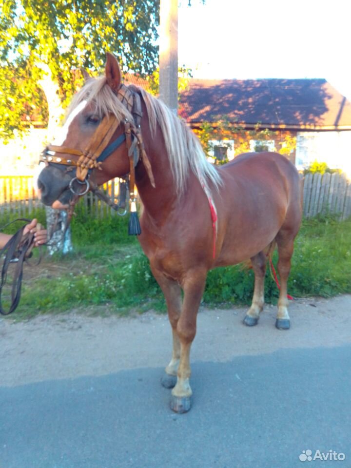 Продаю лошадь купить на Зозу.ру - фотография № 3