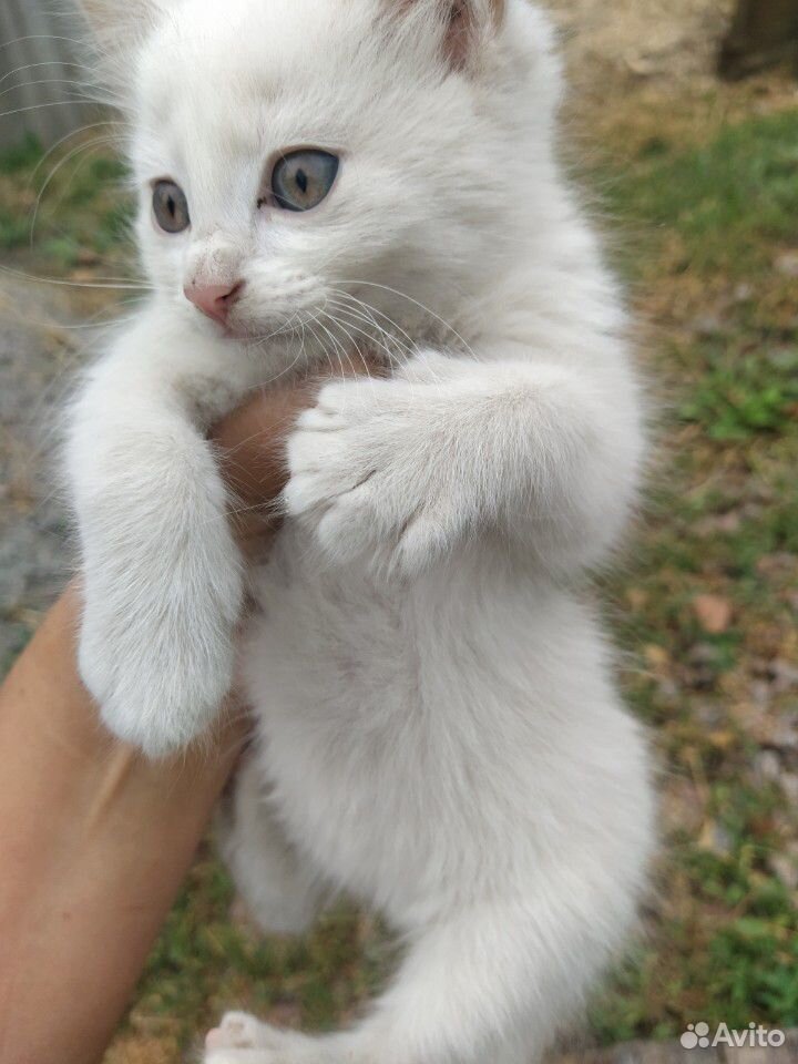 Белый кот и серая кошка мышеловка купить на Зозу.ру - фотография № 1