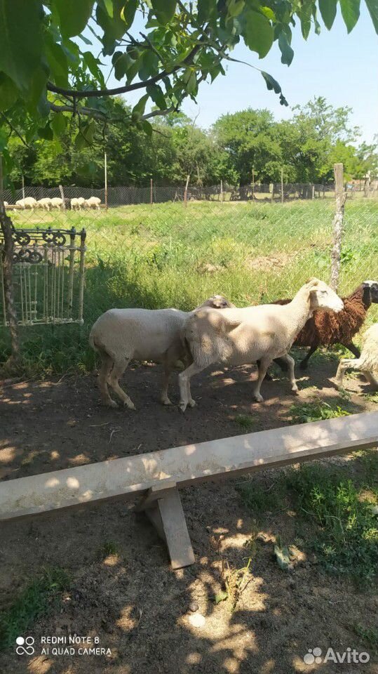 Овцы романовские, возможен не большой торг купить на Зозу.ру - фотография № 4