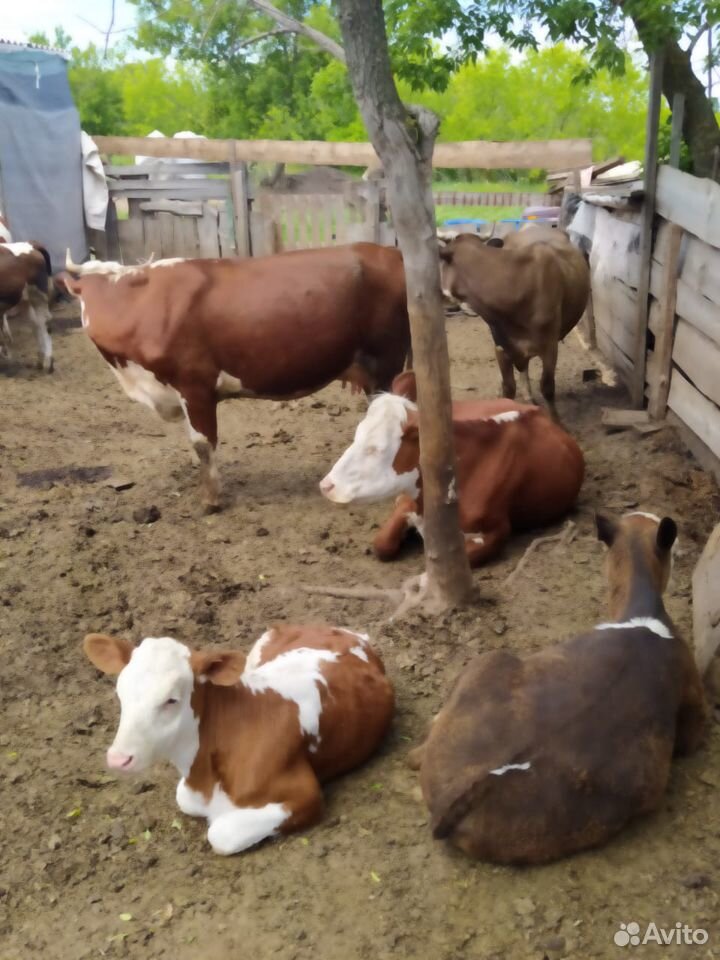 Коровы бычки купить на Зозу.ру - фотография № 1