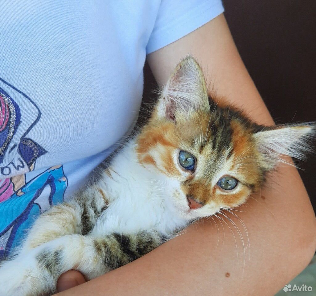 Котёнок купить на Зозу.ру - фотография № 2