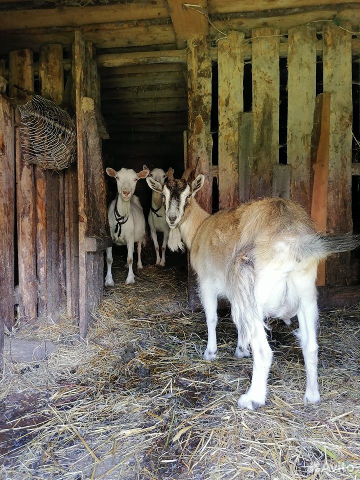 Продам коз и козлят купить на Зозу.ру - фотография № 10