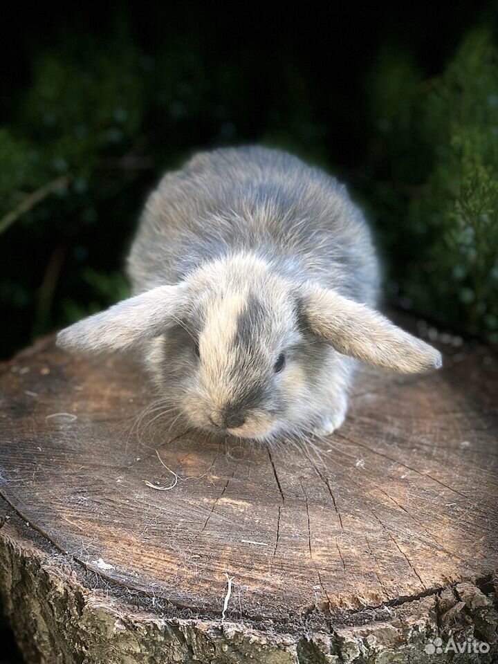 Rabbit r1 обзор. Оксана Зайкина. Зайкина Оксана Александровна.