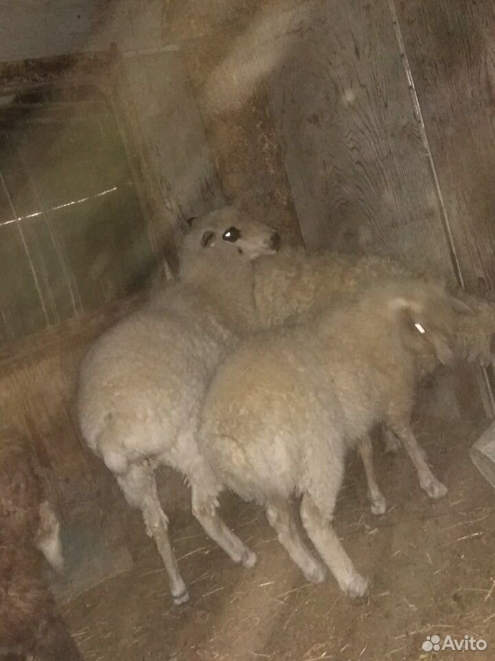 1 овец с чёрным глазами. год и три месяца купить на Зозу.ру - фотография № 3