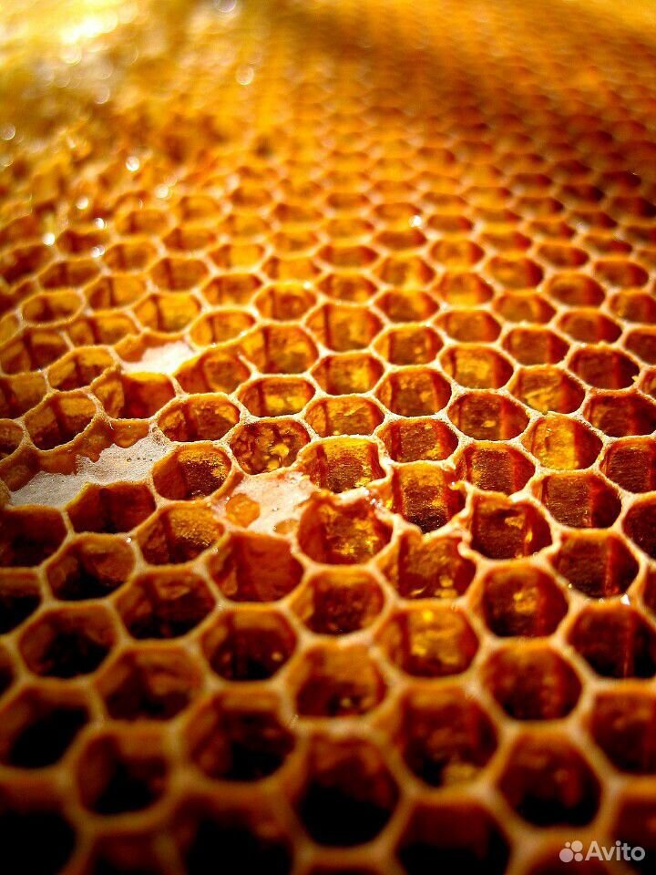 Свежий мёд и соты пчёл купить на Зозу.ру - фотография № 2