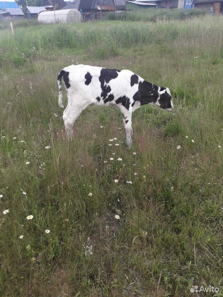 Тёлочка от высокоудойной коровы купить на Зозу.ру - фотография № 3