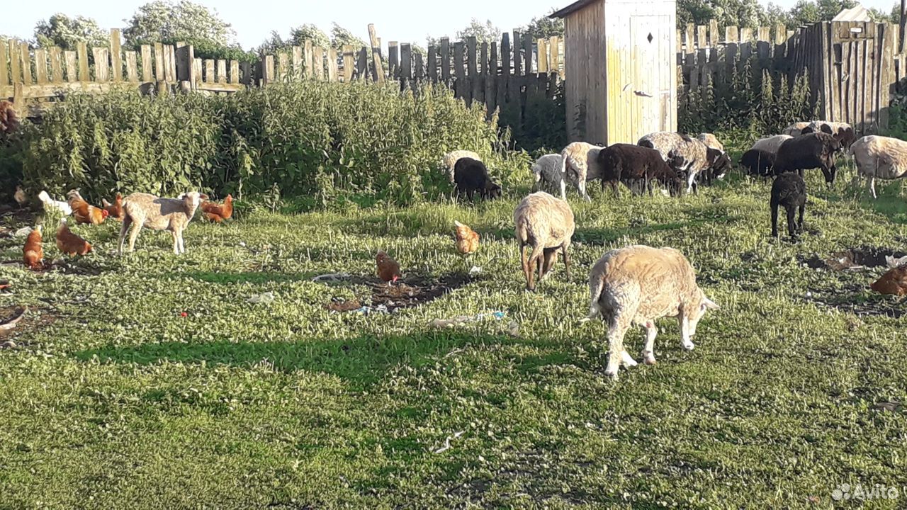Овцы, бараны, ягнята купить на Зозу.ру - фотография № 9