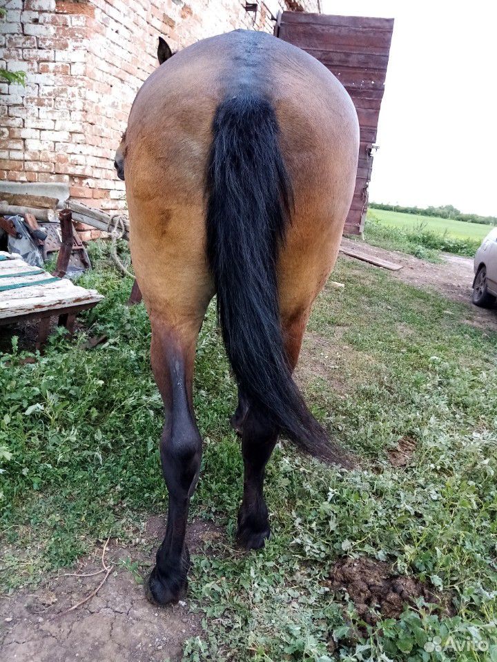 Лошади и тяжеловоз купить на Зозу.ру - фотография № 5
