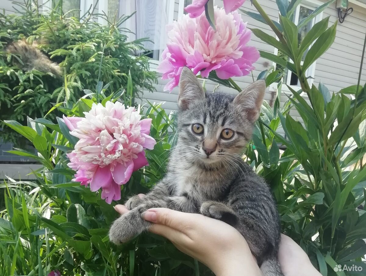 Супер ласковый котёнок ищет маму купить на Зозу.ру - фотография № 7