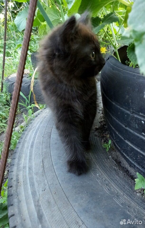 Котенок шустрик купить на Зозу.ру - фотография № 5