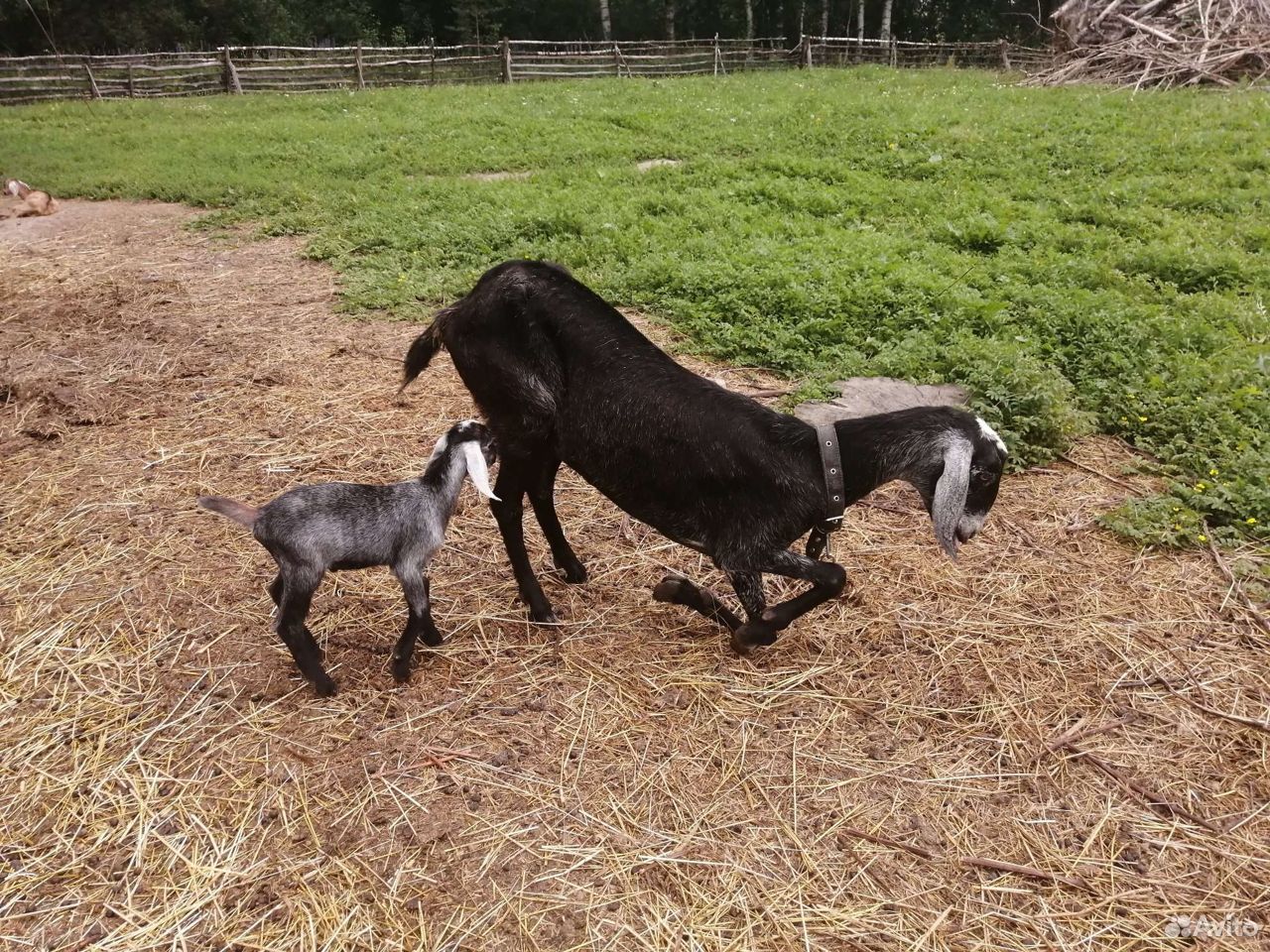 Нубийская дойная коза, козочки, козлики купить на Зозу.ру - фотография № 8