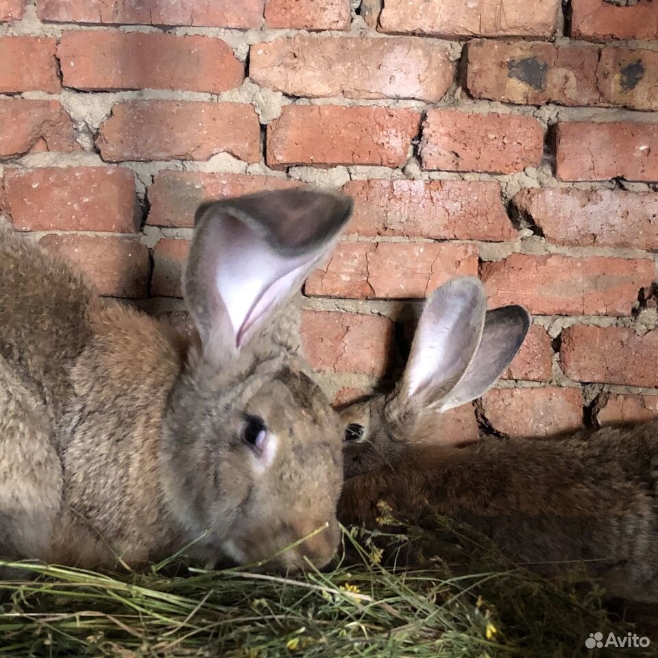 Кролики «Фландр» купить на Зозу.ру - фотография № 10