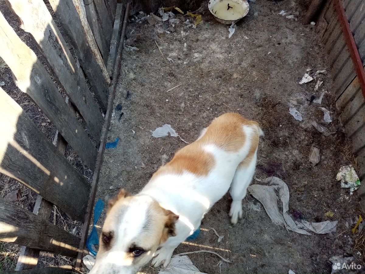 Подрощенный щенок алабая купить на Зозу.ру - фотография № 3