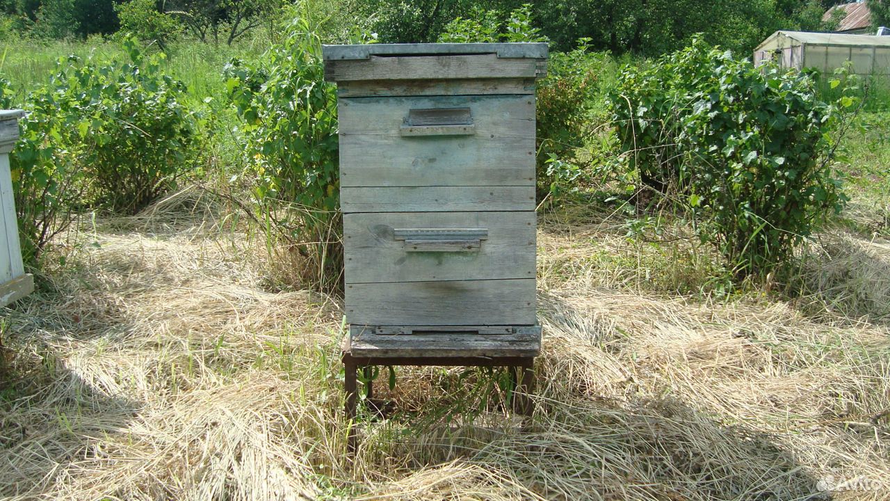 Пчелиные ульи купить на Зозу.ру - фотография № 2
